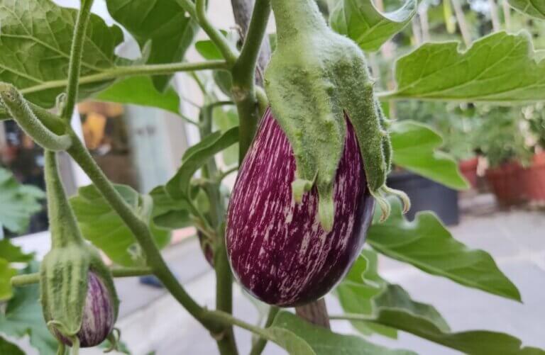 Créer un potager sur son balcon : guide pratique pour débutants