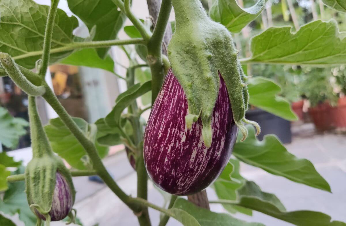 aubergine sur potager balcon