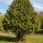 Arbre thuya occidentalis : guide pratique pour une haie dense et verte