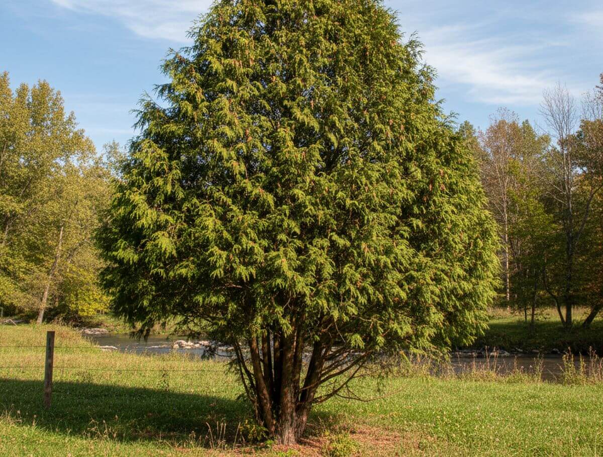 Arbre thuya occidentalis : guide pratique pour une haie dense et verte