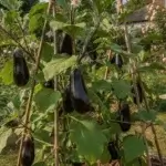 Les meilleures astuces pour faire pousser des aubergines dans son jardin