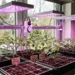 Éclairer ses semis en intérieur quelle lampe choisir et comment s'en servir