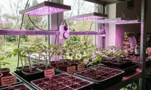 Éclairer ses semis en intérieur quelle lampe choisir et comment s'en servir